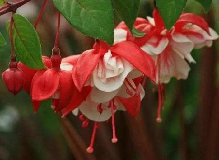 天竺葵花怎么养才能长寿,天竺葵长花苞了需要施肥