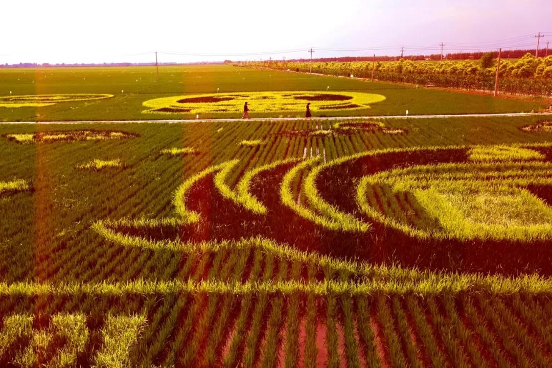 津门网金熙男：最美的稻田