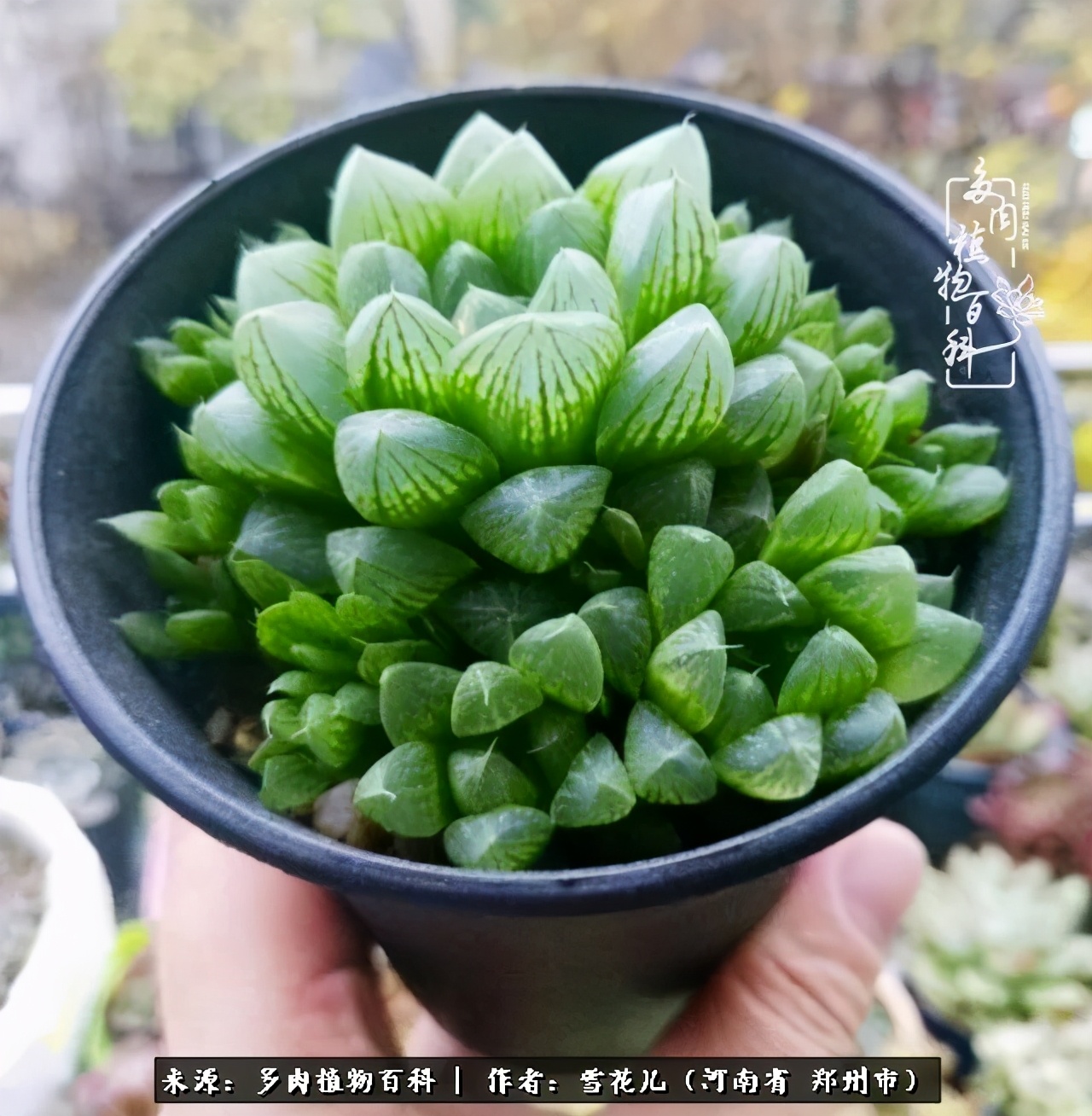 我的多肉乐园,多肉三寸阳台效果图