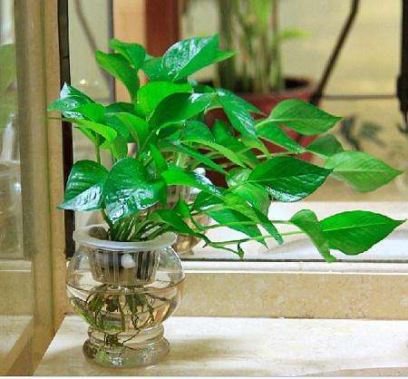 绿萝怎么浇水才会爆盆,绿萝水养才能爆盆和爬满墙