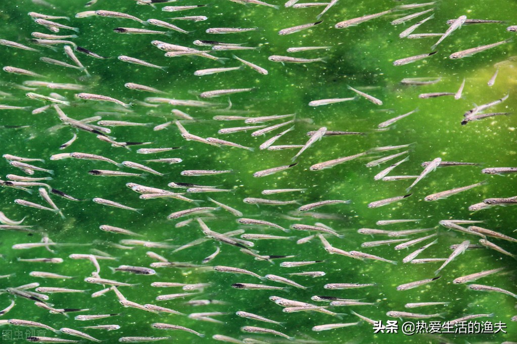 刚孵化出来的金鱼苗多久能喂食,金鱼鱼苗养几个月才能开过滤