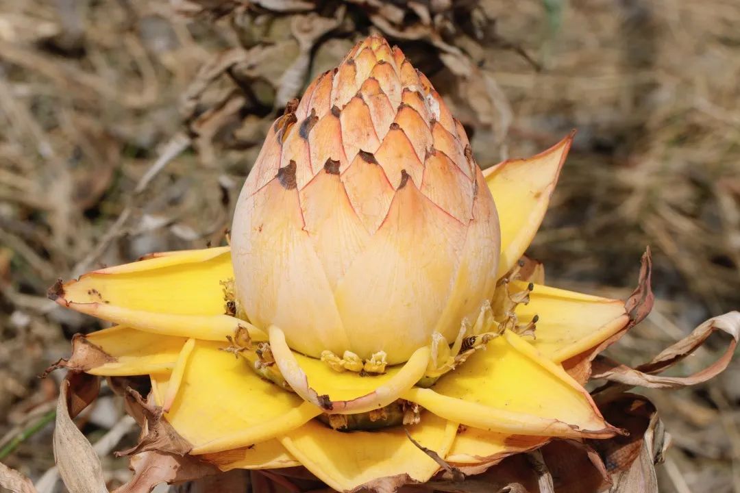 云南人最认同的本地食材,外省人来云南没有见过的菜