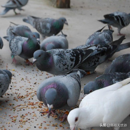 最简单养鸽子方法,鸽子养殖中常见的鸽子疾病