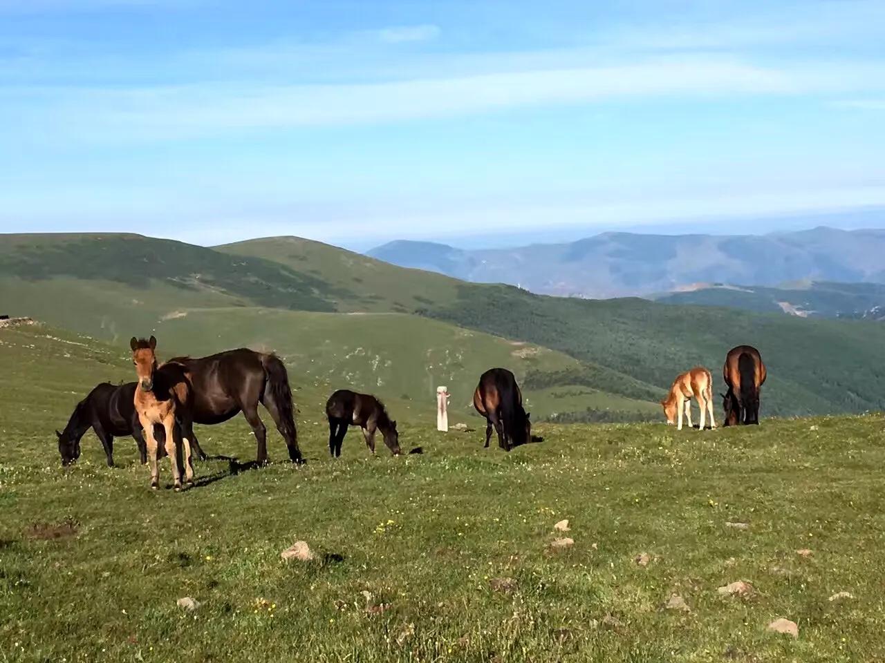 四大佛教名山之一五台山,五台山万人朝拜台