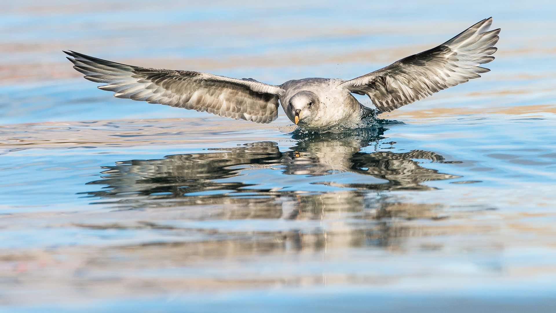 会喷毒液的鸟,会喷臭液的昆虫