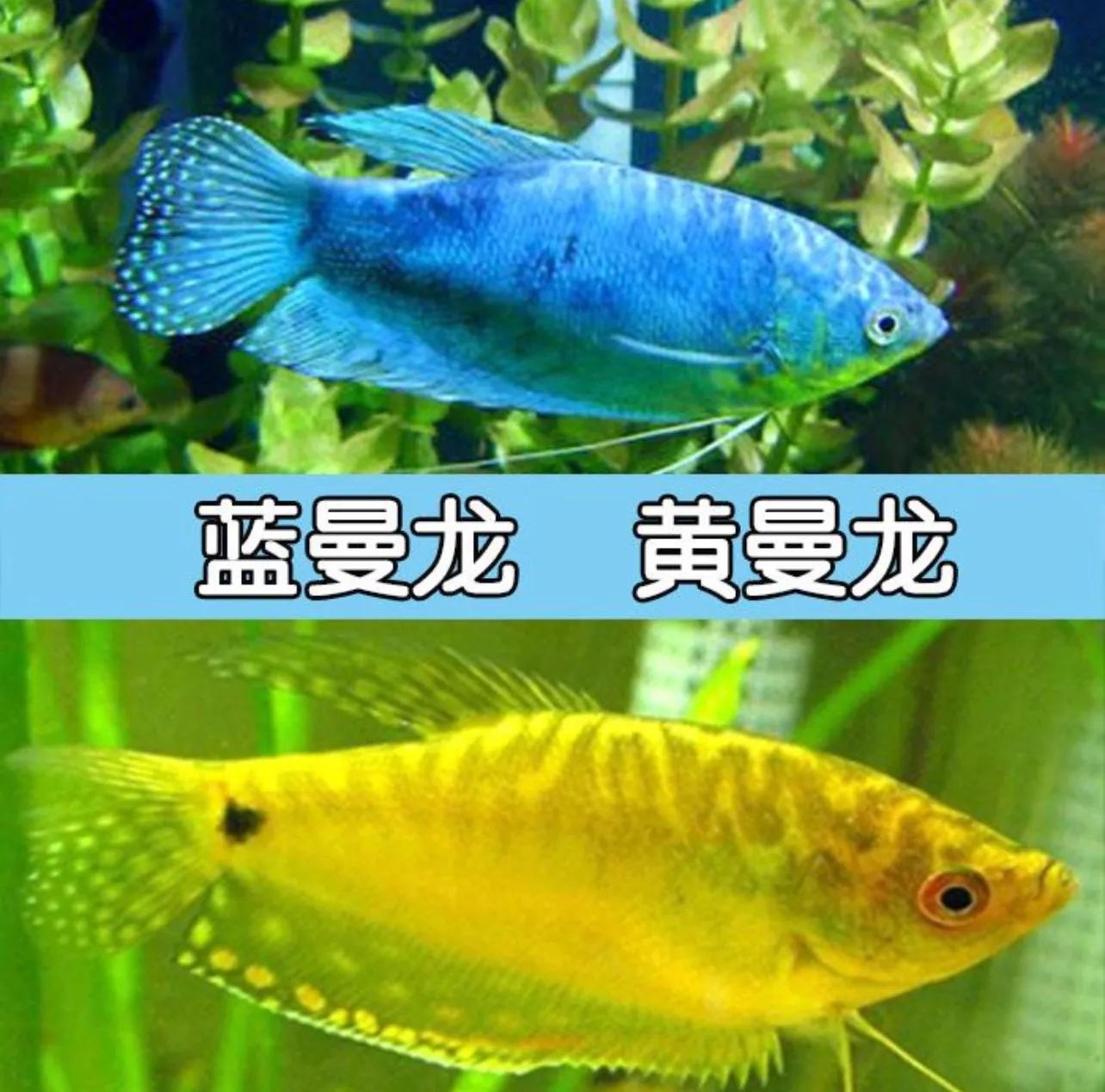 新手养鱼最好看又好养 (新手养鱼养什么最好)
