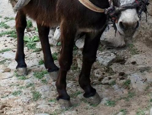 养驴需要先养草吗,养驴是为了吃肉还是干活啊