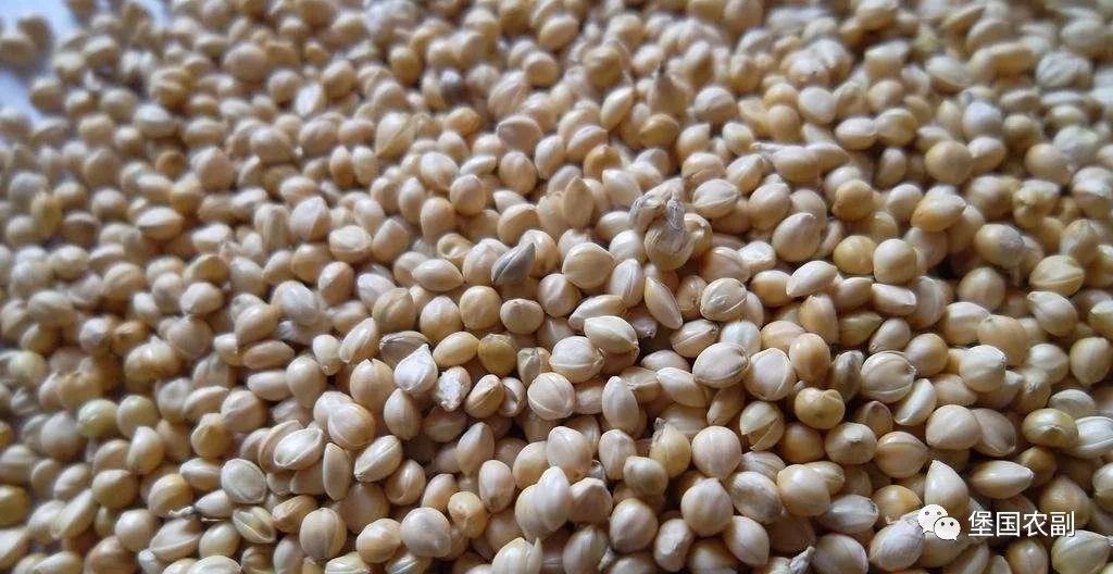 谷子好处和营养,杂粮小谷子