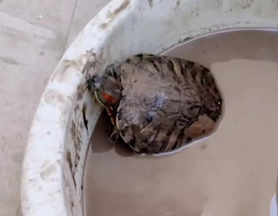 这只龟的默默坚守，唤醒无数人心灵深处的坚强