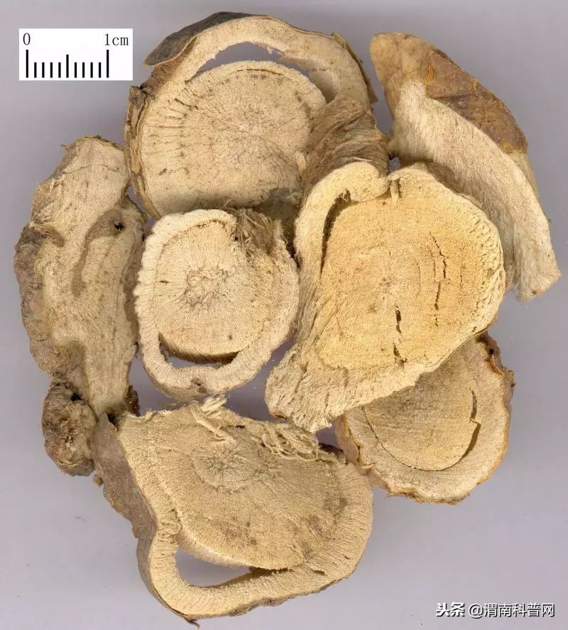 带参的中草药都有哪几种,中药带参字的都有哪几种