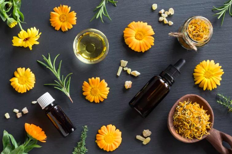 金盏花不仅有爽肤水,清热醒酒治痔疮也是一把好手