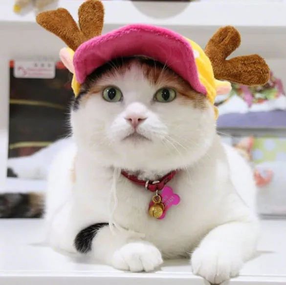 猫狗怎么养会胖,猫狗体型差