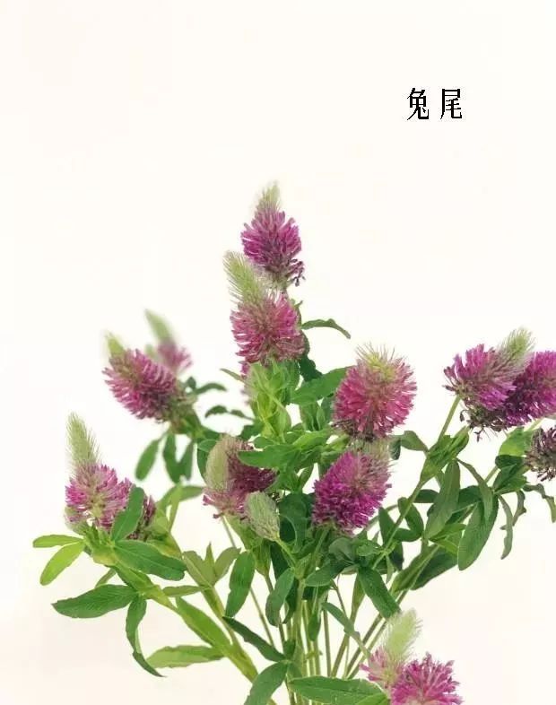 鲜花店常见花材品种大全,花店里同款的两种不同价格的花材