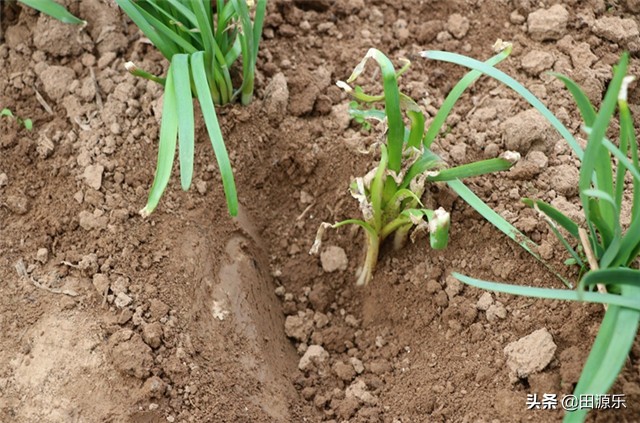 种植韭菜之前防治韭蛆的好方法,韭蛆病虫害防治方案