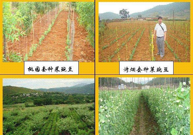 作物间作套种技术,间作套种农作物是什么