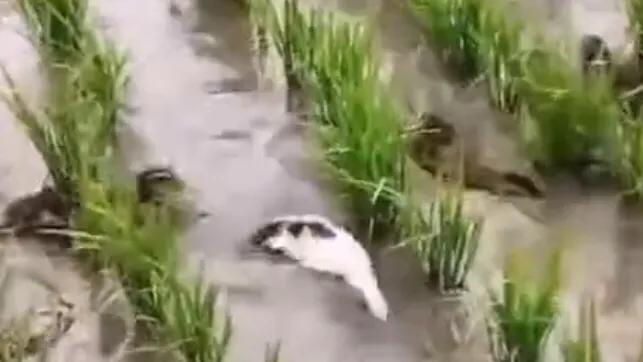 二轮承包到去世老人的土地收回吗,二轮承包分到自留地能确权吗