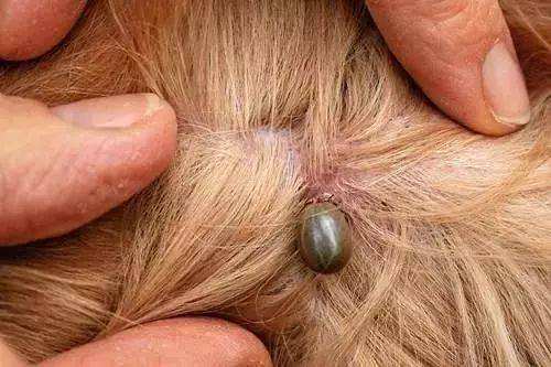 怎么预防蜱虫叮咬狗狗,避免蜱虫上狗狗身上喷什么药