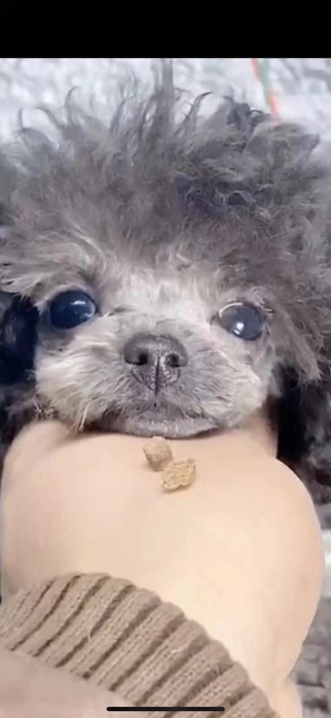 什么样才是真正的茶杯泰迪,如何挑选茶杯体灰泰迪幼犬