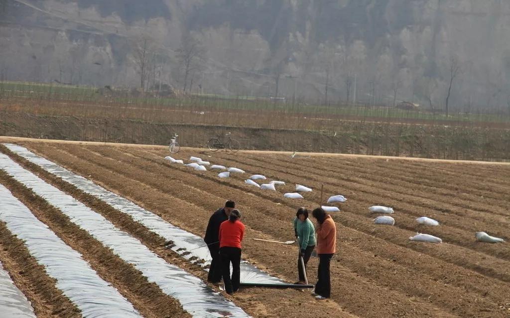 网购农资需谨慎,网购化肥是假货重灾区吗