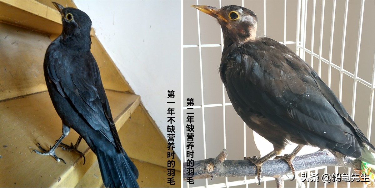 辟谣鸟类悬停,乌鸫怎样换羽快