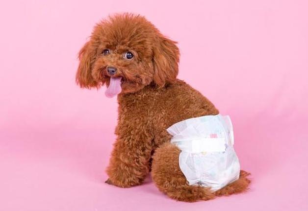 碰到狗狗的生理期我们该怎么办,第一次来生理期的狗狗