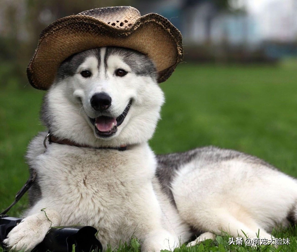 十二星座适合养什么宠物狗,十二星座最喜欢什么样的宠物狗