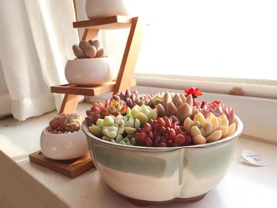 网上买的多肉如何处理视频,多肉徒长怎么办教你一招1盆变10盆