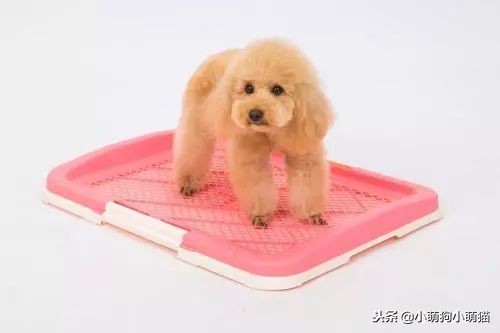 狗狗室内大小便解决方法,狗狗不定点大小便怎么办