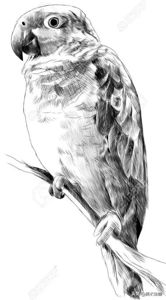 6-12岁儿童素描课程画动物,素描动物教程简单8-12岁