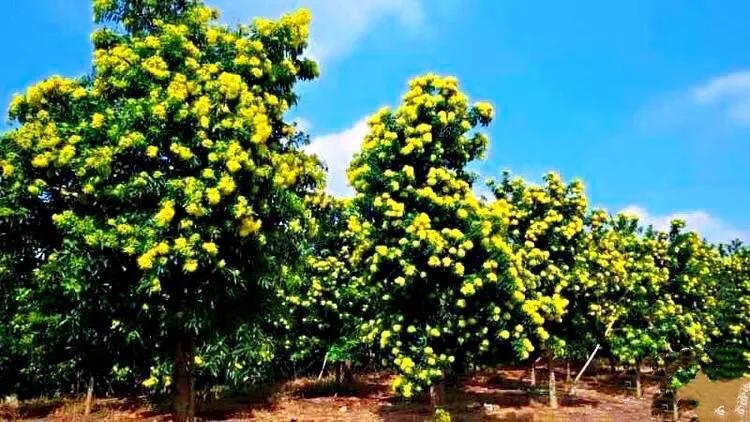 金黄熊猫,金黄色熊猫