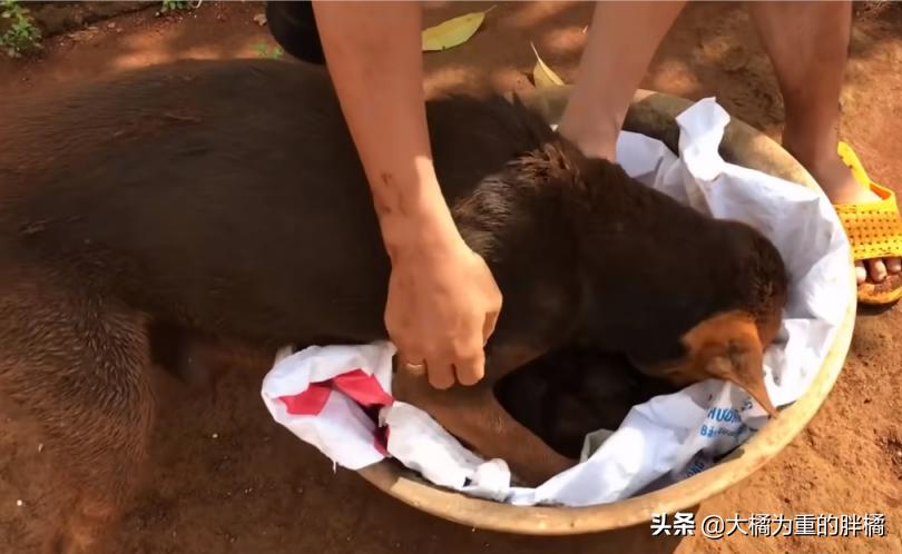 狗狗挖洞待产,分娩后遇到洞穴塌了,9只小狗先被救出