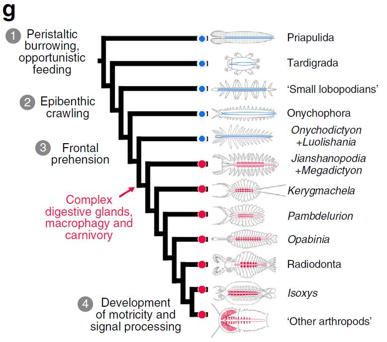 奇虾的故事1：恐虾首霸