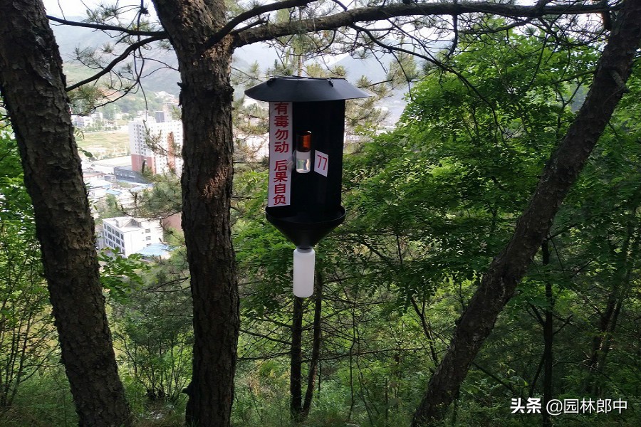 树底下掉一堆木屑是什么虫害,树从里面掉木屑怎么处理