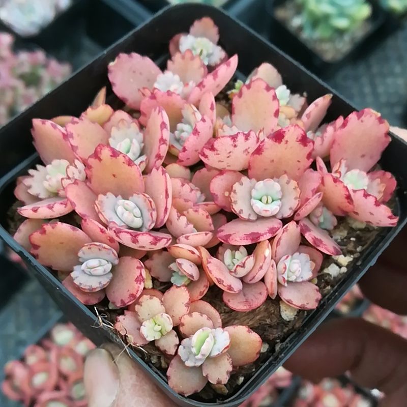 十大最好养的绿萝花,九种养不死的花