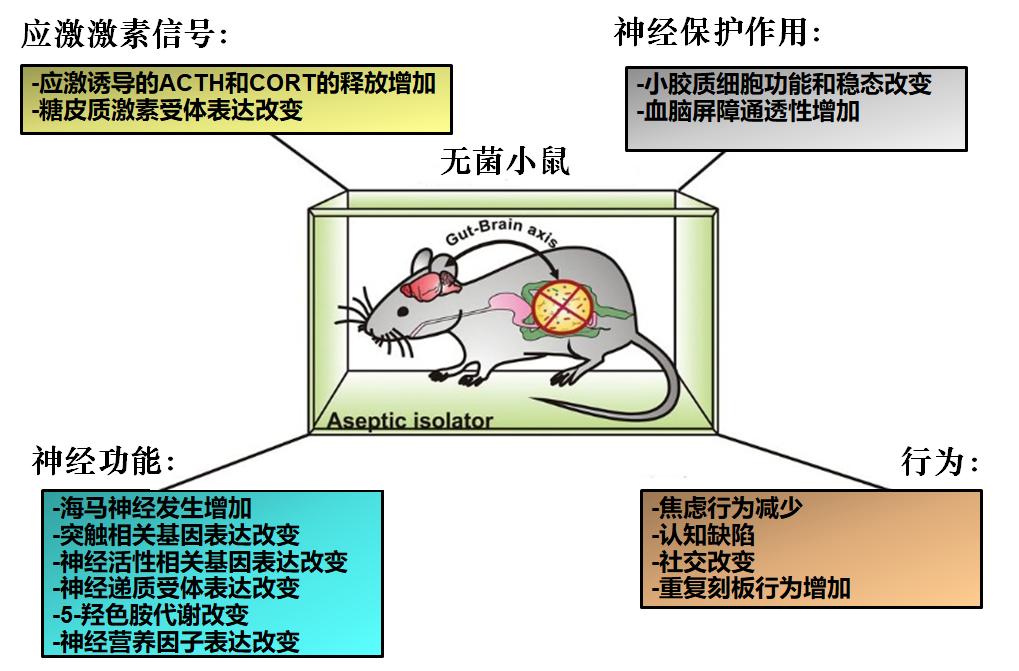 肠道菌群移植治疗抑郁症,抑郁症发病在肠道怎么调整菌群
