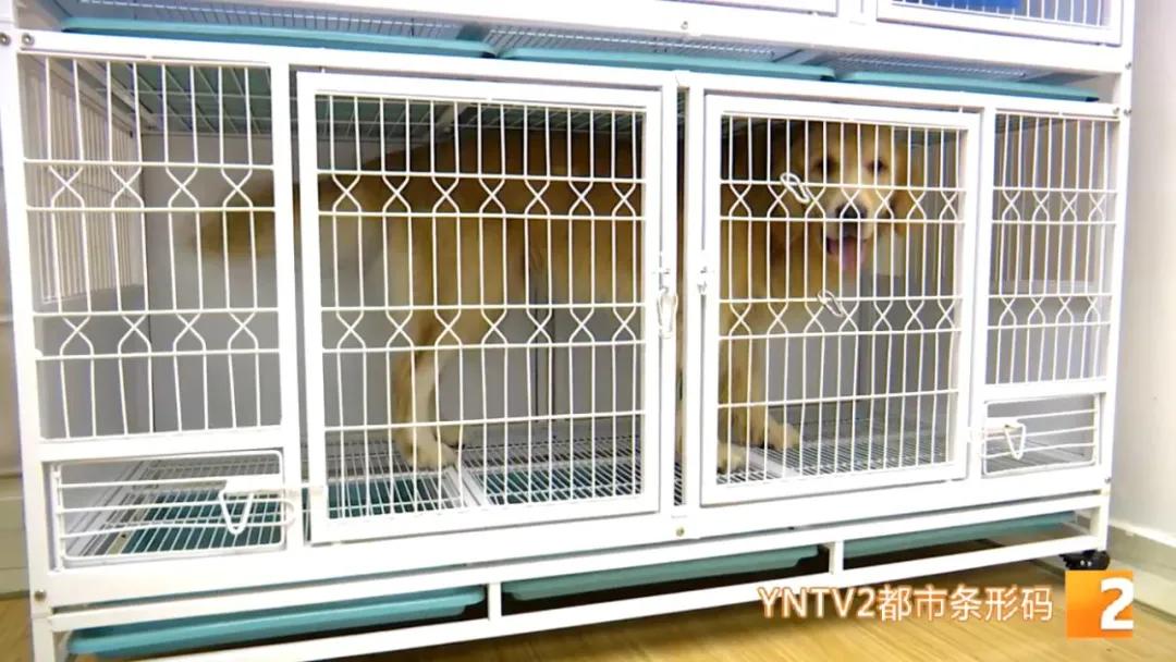 八旬老人被狗绳绊倒身亡如何避免,老人被狗绳绊倒是什么狗