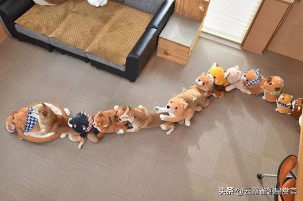 日本一博主给自家的两只柴犬买了几十只玩偶每天上演真实版找不同