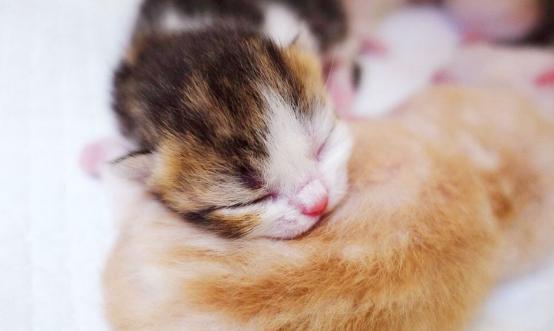 幼猫牙龈发红是什么病,幼猫食欲不振吐绿色液体