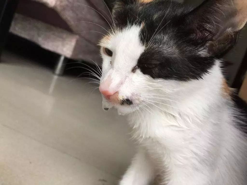 辟谣猫咪真的会记仇吗,猫咪生病怎么给猫咪保暖