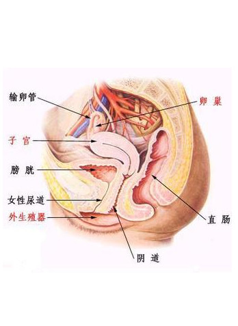 妇产科医生教你：从*裤内**看自己是否有妇科病