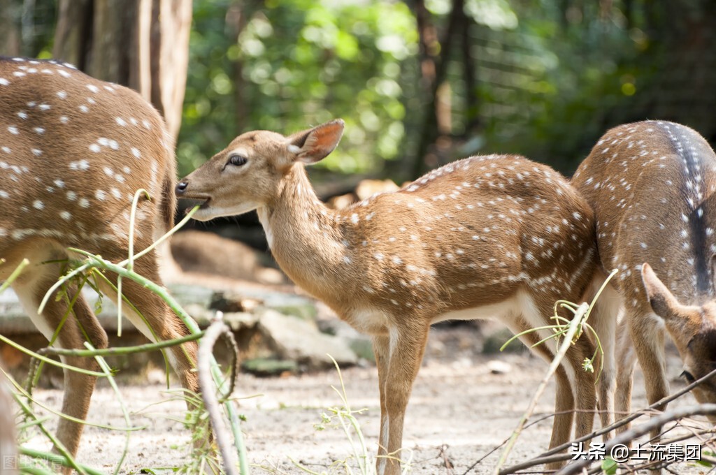 养殖梅花鹿知识与技术,梅花鹿可以人工养殖吗