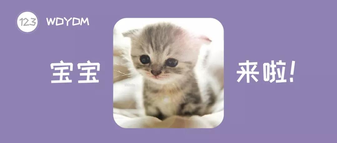 怎样让猫咪生孩子,想让猫咪怀孕有几种方法