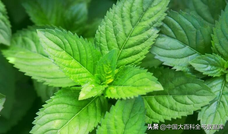 牙膏薄荷和留兰香区别,留兰香薄荷牙膏