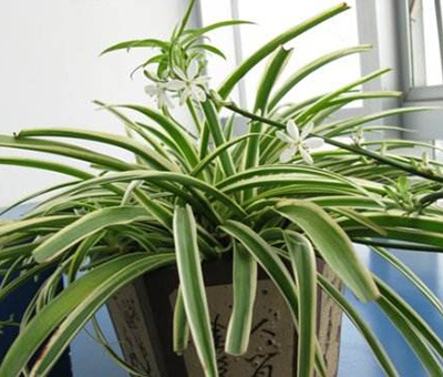 吊兰病虫害防治方法,吊兰病虫