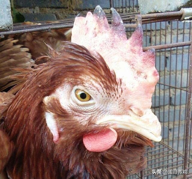 老兽医:鸡群10种异常呼吸音“一病一图”汇总,建议养鸡人看看