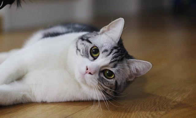 养猫的为什么觉得到处都是屎臭味,养猫为什么感觉家里都是猫尿味