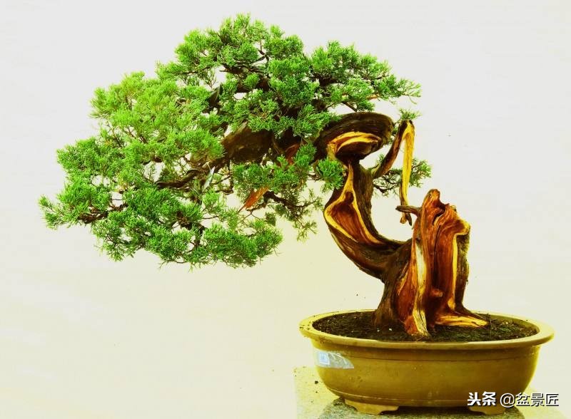 松柏松针发黄怎么办,盆景松树叶子发黄怎么挽救