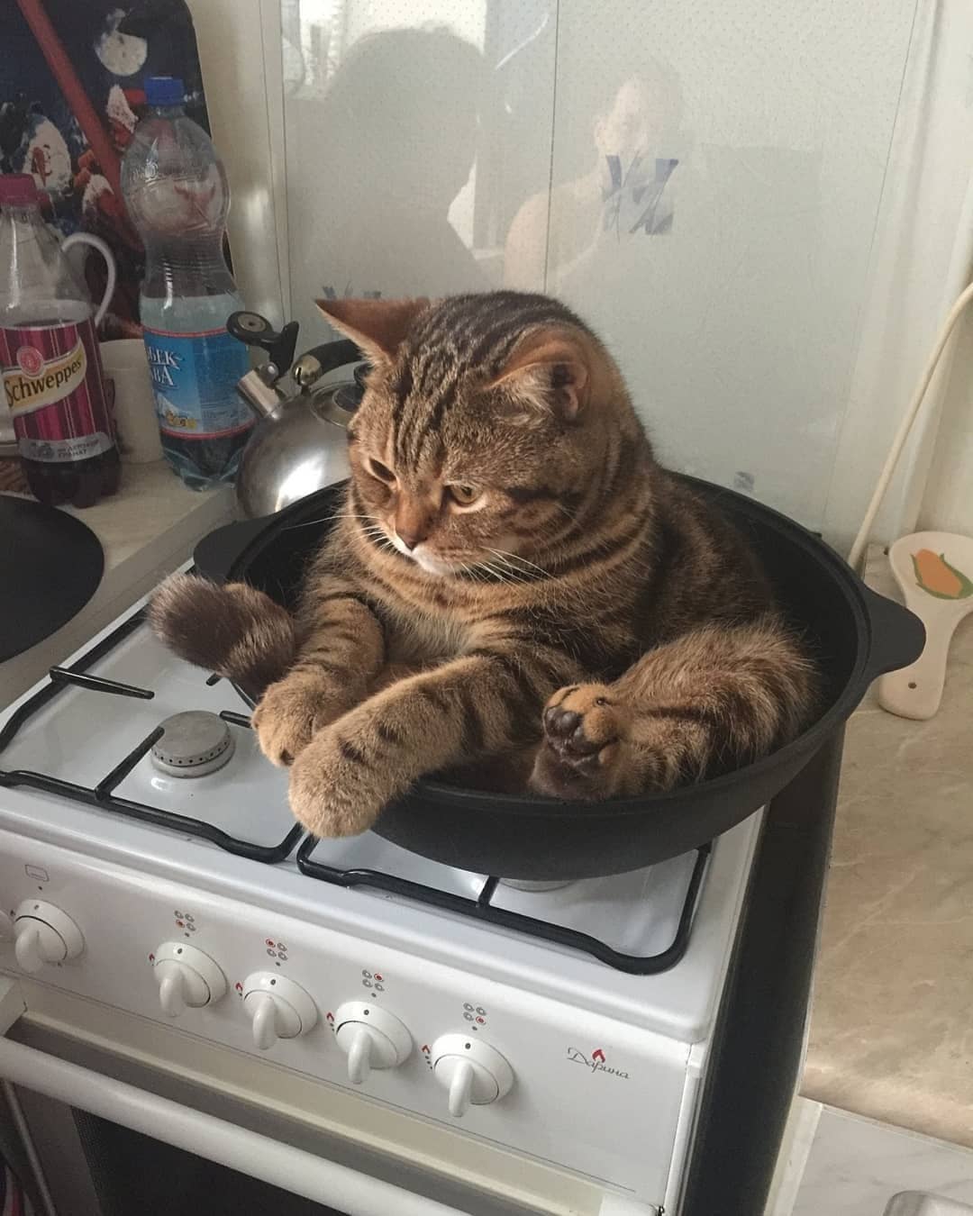 去除猫尿的洗涤方法,衣物去猫尿味最有效的方法