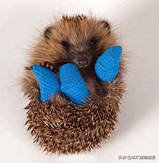 被萌化了的小动物,萌化了被宠物治愈的瞬间