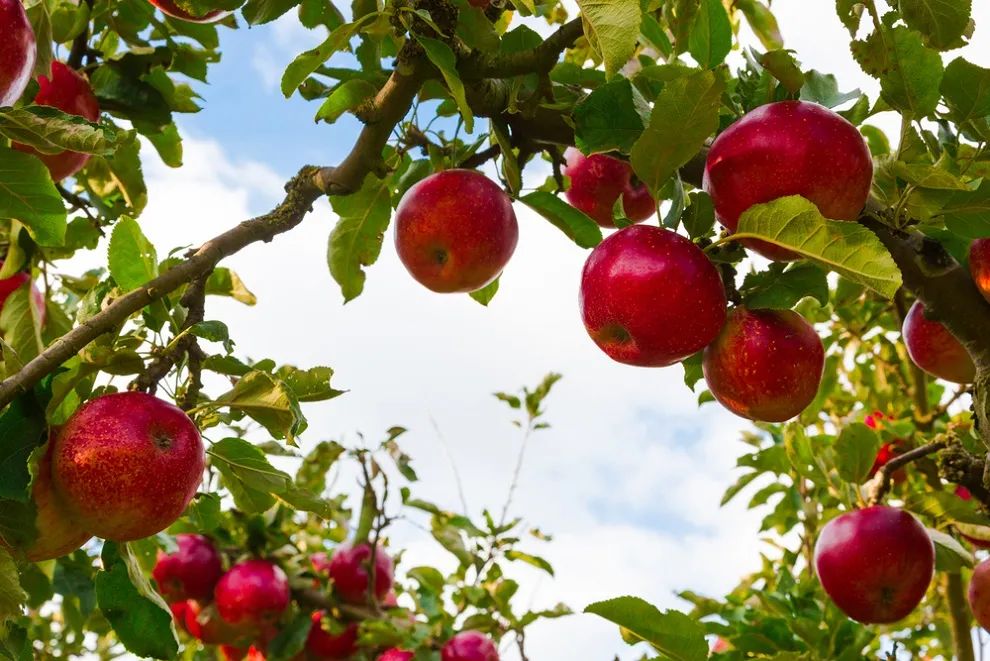 波兰国宝级品牌,波兰购买国货